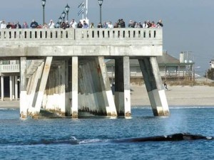 Endangered-Whales-in-Area