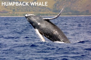 Humpback Whale