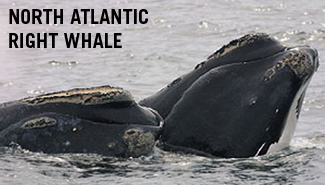 North Atlantic Right Whale