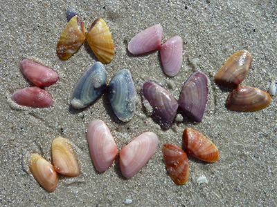 Coquina Clam Shell Shell Guide