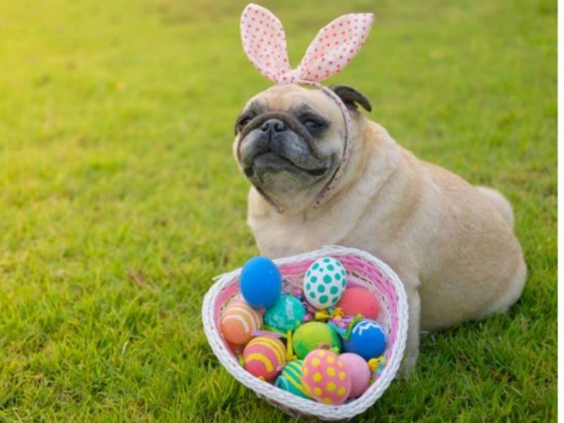 Oak Island Doggie Eggstravaganza