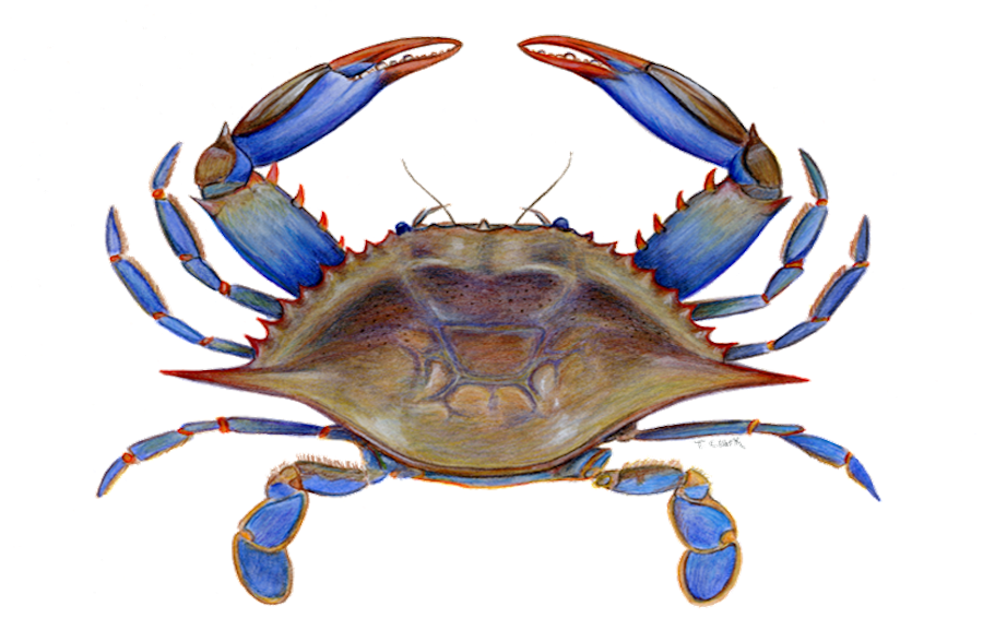 How-to-Fish-for-Crabs.jpg